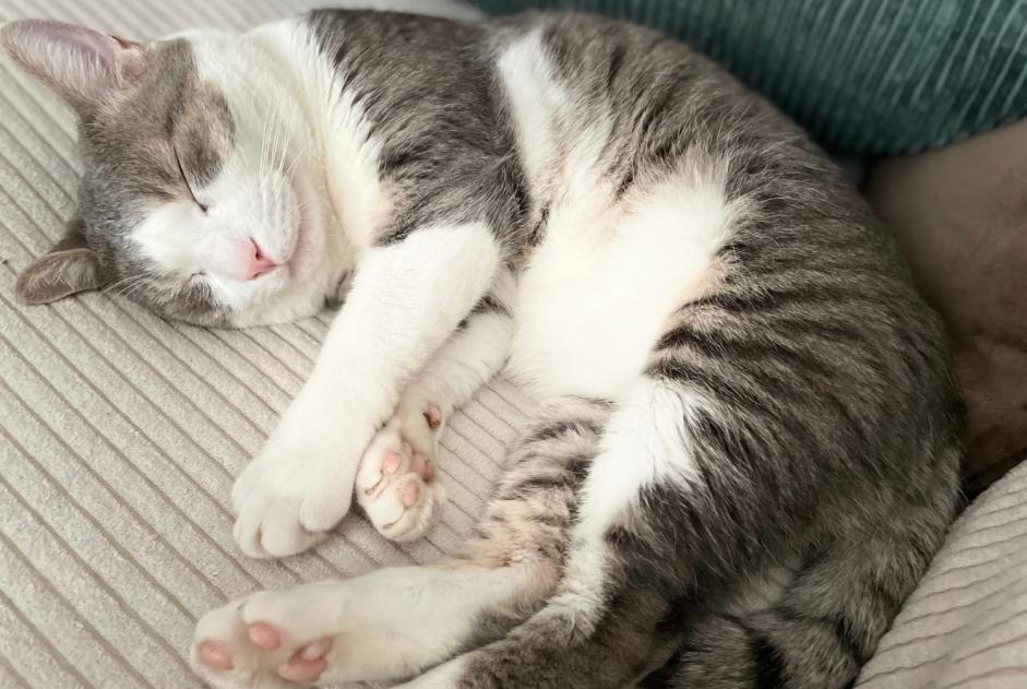 Alerta desaparecimento Gato Macho , 3 anos Lausanne Switzerland