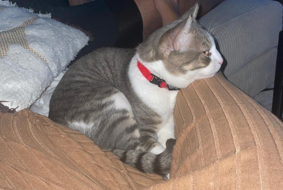 Alerta desaparecimento Gato Macho , 3 anos Lausanne Switzerland