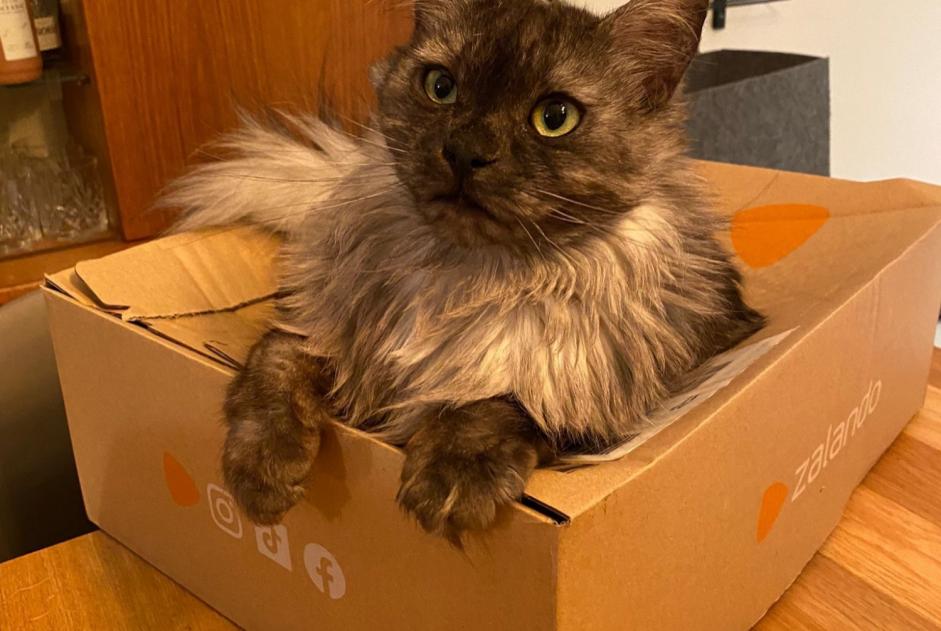 Alerta desaparecimento Gato Fêmea , 4 anos Pully Switzerland