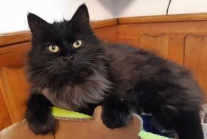 Alerta desaparecimento Gato cruzamento Macho , 2 anos Le Mouret Switzerland