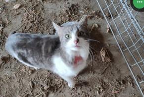 Alerta descoberta Gato Macho , 3 anos Val-de-Ruz Switzerland