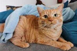 Alerta desaparecimento Gato cruzamento Fêmea , 5 anos Prilly Switzerland