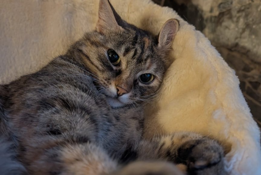 Alerta desaparecimento Gato Fêmea , 8 anos Collonges Switzerland