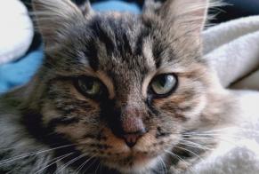 Alerta desaparecimento Gato Fêmea , 1 anos Areuse Switzerland