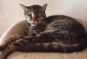 Alerta desaparecimento Gato  Macho , 14 anos Bramois Switzerland