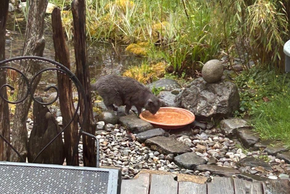 Alerta desaparecimento Gato Fêmea , 20 anos Châtel-Saint-Denis Switzerland