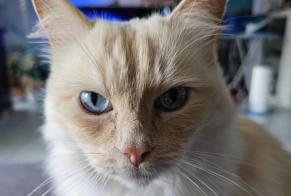 Alerta desaparecimento Gato cruzamento Macho , 8 anos Cortaillod Switzerland