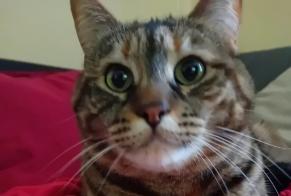 Alerta desaparecimento Gato Fêmea , 7 anos Saint-Gingolph Switzerland