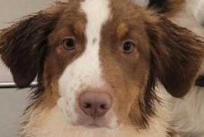 Alerta desaparecimento Cão  Macho , 3 anos Sion Switzerland