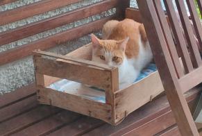 Alerta descoberta Gato Macho Cortaillod Switzerland