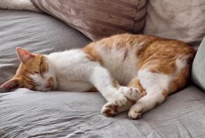 Alerta desaparecimento Gato cruzamento Macho , 5 anos Val-de-Ruz Switzerland