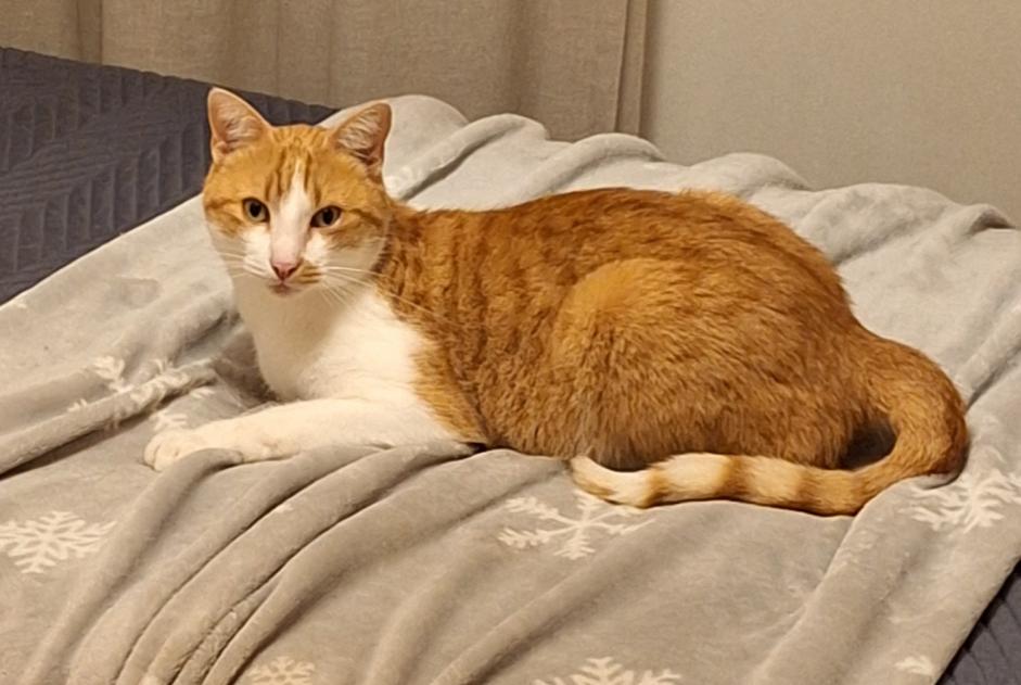 Alerta desaparecimento Gato cruzamento Macho , 5 anos Val-de-Ruz Switzerland