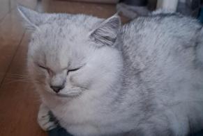 Alerta desaparecimento Gato  Macho , 1 anos Kerzers Switzerland