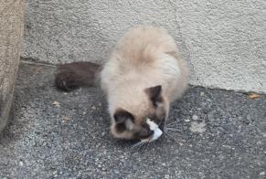 Alerta descoberta Gato  Desconhecido Collonge-Bellerive Switzerland