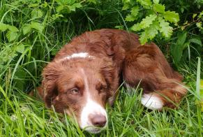 Alerta descoberta Cão  Desconhecido Saint-Maurice Switzerland