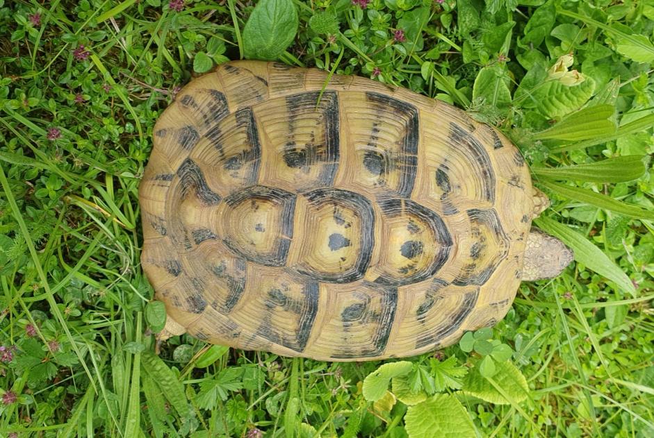 Alerta descoberta Tartaruga Desconhecido Delémont Switzerland