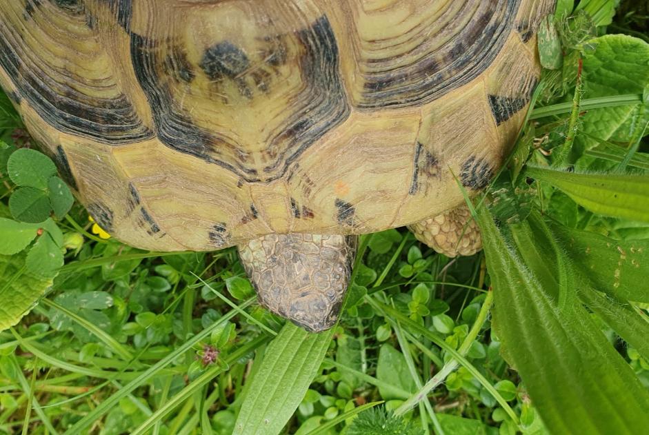 Alerta descoberta Tartaruga Desconhecido Delémont Switzerland