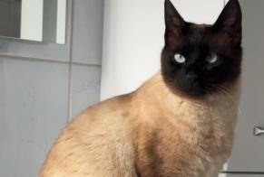 Alerta desaparecimento Gato  Macho , 3 anos Châtonnaye Switzerland