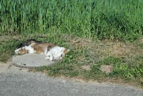 Alerta descoberta Gato Desconhecido Estavayer Switzerland
