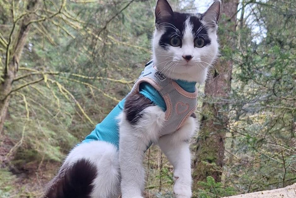 Alerta desaparecimento Gato cruzamento Fêmea , 1 anos Grimisuat Switzerland