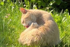 Alerta descoberta Gato  Desconhecido La Tour-de-Peilz Switzerland