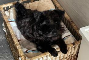 Alerta desaparecimento Cão  Fêmea , 1 anos La Neuveville Switzerland