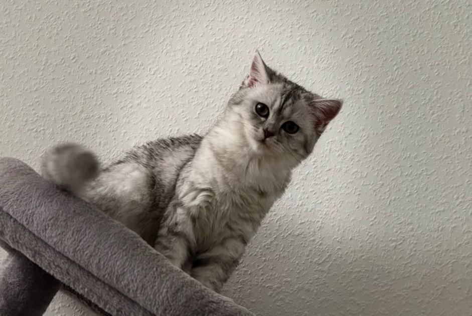 Gato Desaparecido em Basel (Basel-Stadt, Switzerland)  - alerta desaparecimento Pet Alert n° 364680