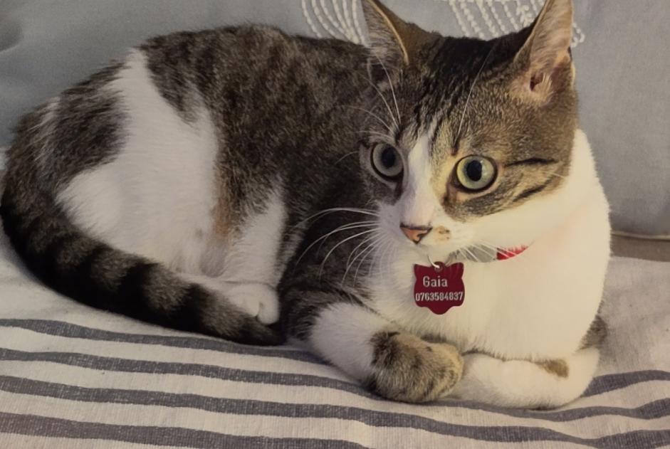 Gato Desaparecido em Neuenburg (Neuchâtel, Switzerland)  - alerta desaparecimento Pet Alert n° 368645