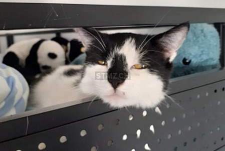 Gato Desaparecido em Fribourg (Fribourg, Switzerland)  - alerta desaparecimento Pet Alert n° 375053