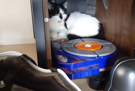 Gato Desaparecido em Fribourg (Fribourg, Switzerland)  - alerta desaparecimento Pet Alert n° 375053