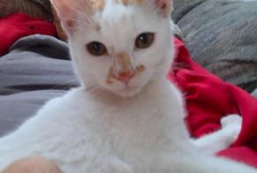 Alerta desaparecimento Gato Macho , 0 anos Martigny-Combe Switzerland